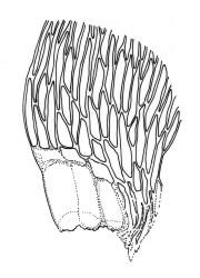 Sematophyllum subhumile var. contiguum, alar cells. Drawn from J.E. Beever 21-76, CHR 104573.
 Image: R.C. Wagstaff © Landcare Research 2016 